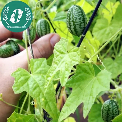 Hạt giống dưa hấu mini