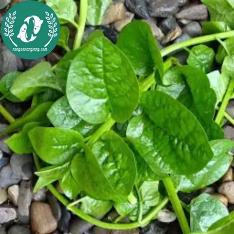 Hạt giống rau mồng tơi