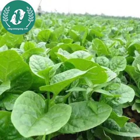 Hạt giống rau mồng tơi