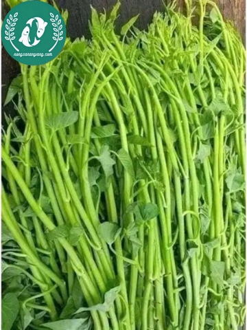 Hạt giống rau muống