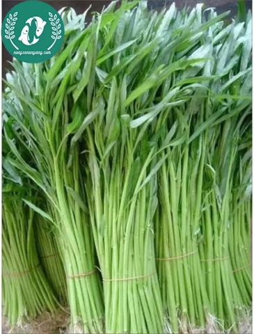 Hạt giống rau muống