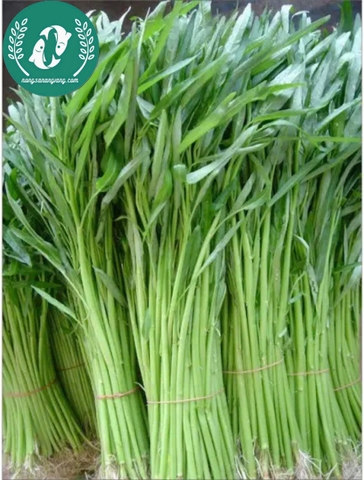 Hạt giống rau muống