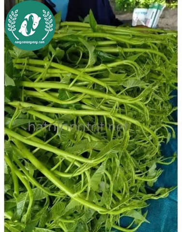 Hạt giống rau muống