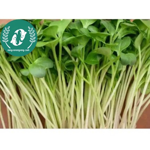 Hạt giống rau mầm