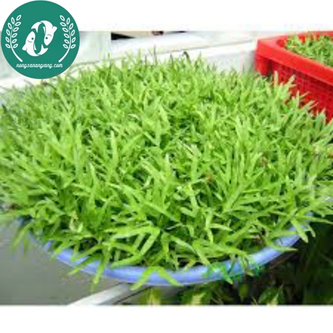 Hạt giống rau mầm