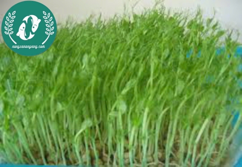 Hạt giống rau mầm