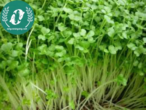 Hạt giống rau mầm
