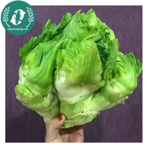 Hạt giống cải mầm đá