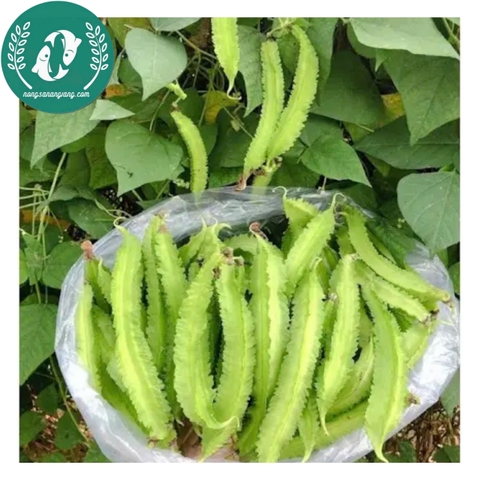 Hạt giống đậu rồng