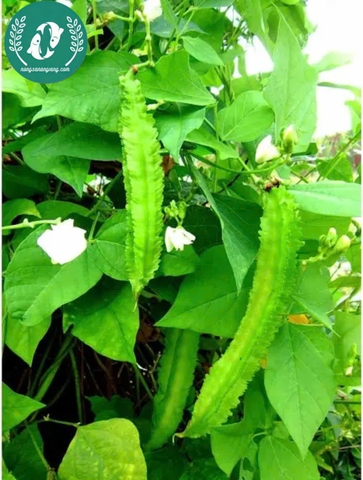 Hạt giống đậu rồng