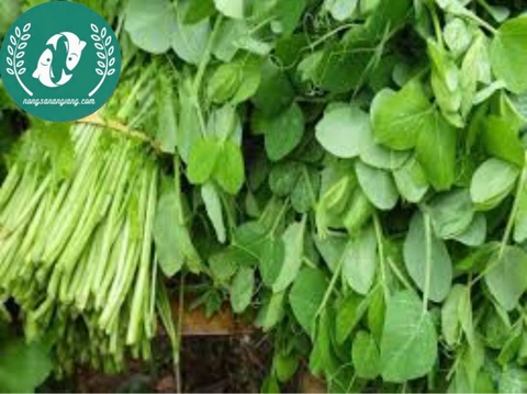 Hạt Giống Đậu Hà Lan – Vườn Nhà Xanh, Ăn Ngon Tươi