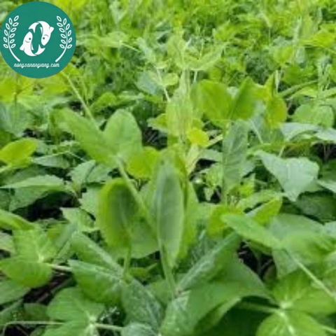 Hạt Giống Đậu Hà Lan – Vườn Nhà Xanh, Ăn Ngon Tươi