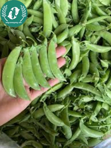 Hạt Giống Đậu Hà Lan – Vườn Nhà Xanh, Ăn Ngon Tươi