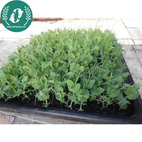 Hạt Giống Đậu Hà Lan – Vườn Nhà Xanh, Ăn Ngon Tươi