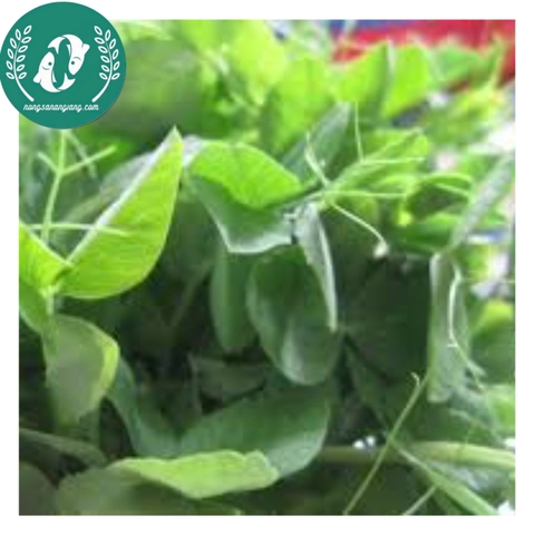 Hạt Giống Đậu Hà Lan – Vườn Nhà Xanh, Ăn Ngon Tươi