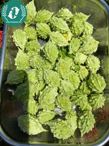 Hạt giống mướp đắng (khổ qua)