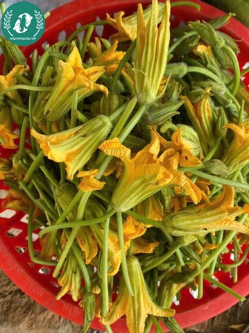Hạt giống bí siêu nụ