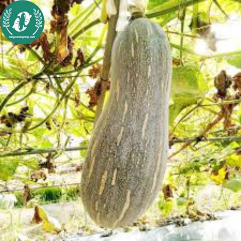 Hạt giống bí đỏ mật