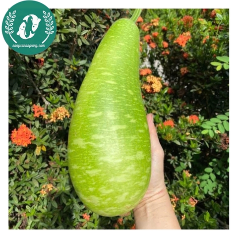 Hạt giống bí đao xanh (bí sặt)