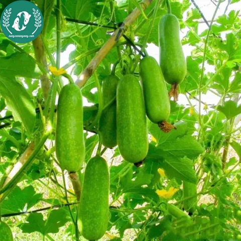 Hạt giống bí đao xanh (bí sặt)