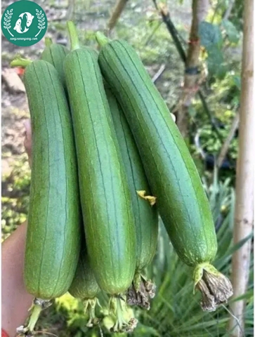 Hạt giống mướp hương