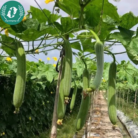 Hạt giống mướp hương