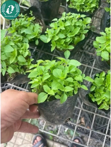 Hạt giống rau kinh giới