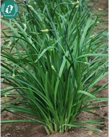 Hạt giống hẹ lá