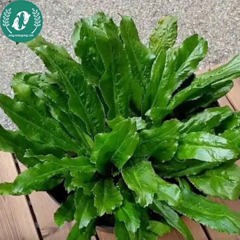 Hạt giống rau mùi tàu (ngò gai)
