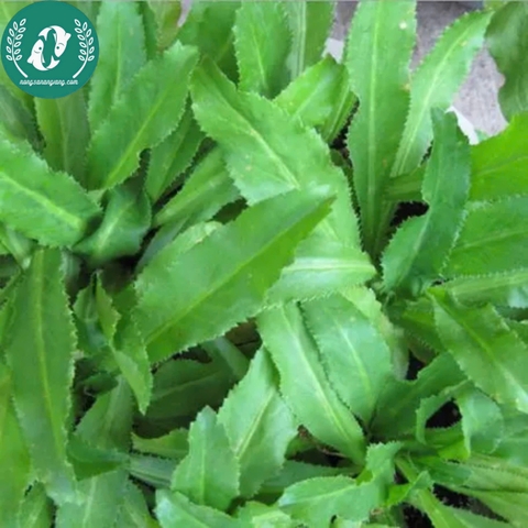 Hạt giống rau mùi tàu (ngò gai)