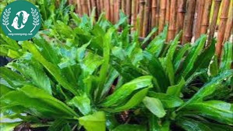 Hạt giống rau mùi tàu (ngò gai)