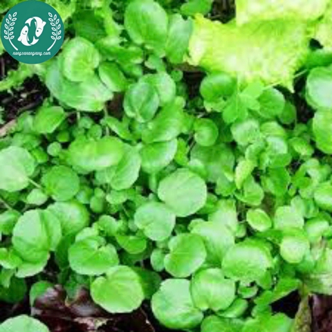 Hạt giống cải xà lách son