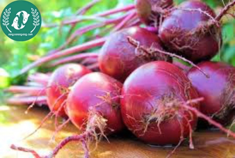 Hạt giống củ dền đỏ