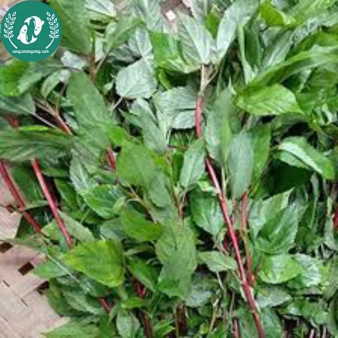Hạt giống rau đay