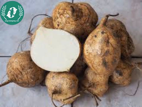 Hạt giống củ đậu