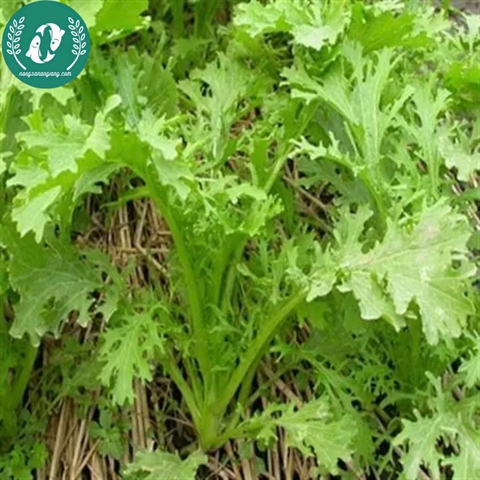 Hạt giống cải đuôi phụng