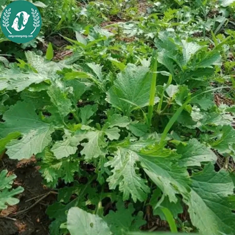Hạt giống cải đuôi phụng