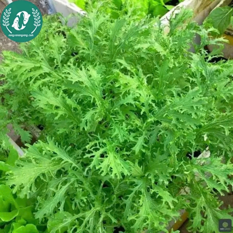 Hạt giống cải đuôi phụng
