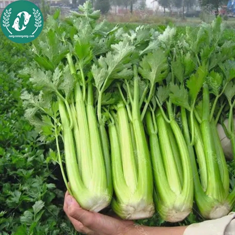 Hạt giống rau cần tây