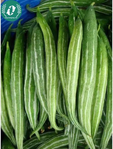 Hạt giống quả lặc lày (mướp ngọt)