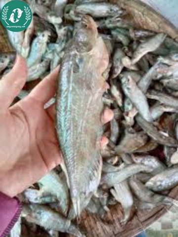 Khô cá chèn