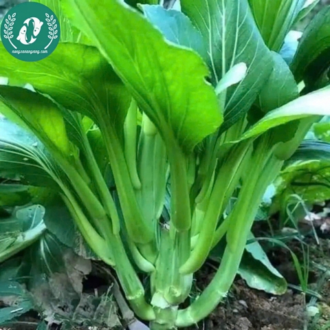 Hạt giống cải ngồng
