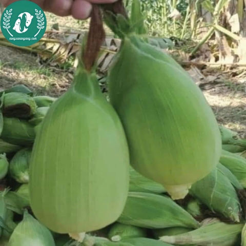 Hạt giống Ngô (bắp)