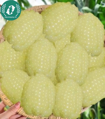 Hạt giống Ngô (bắp)