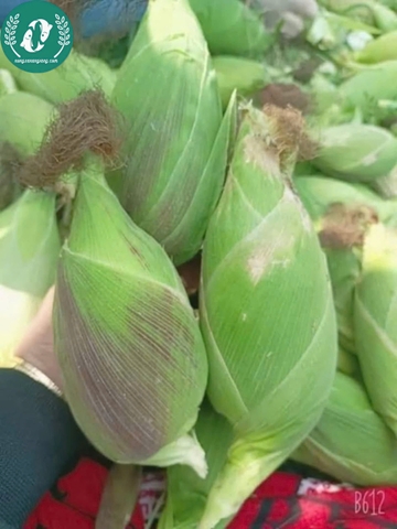 Hạt giống Ngô (bắp)