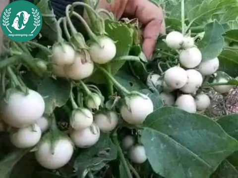 Hạt giống cà pháo