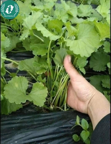 Hạt giống rau má