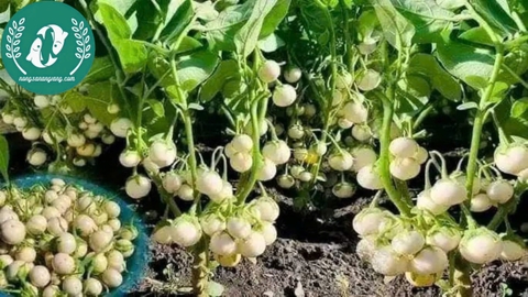 Hạt giống cà pháo
