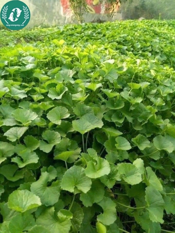 Hạt giống rau má