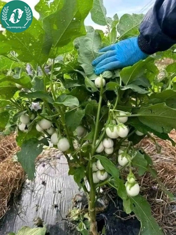 Hạt giống cà pháo